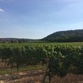 Bad Duerkheim Vineyards